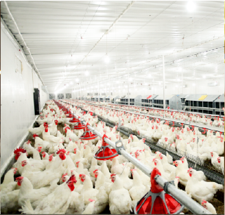 عنابر الدقهلية للدواجن