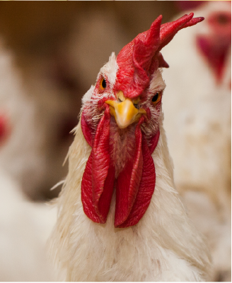 امهات الدقهلية للدواجن